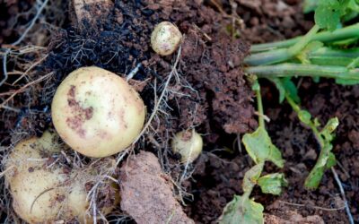 Cultivar patata en Burgos: buenas prácticas agrícolas