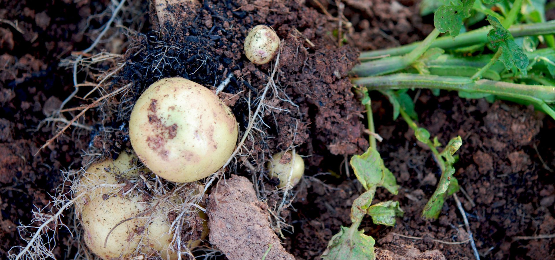 cultivar patata blog