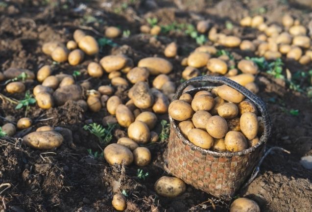 explotacion familiar