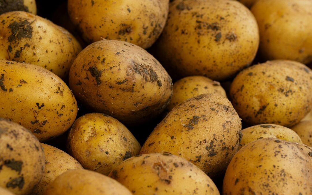 Norte de Burgos: zona ideal para patata de siembra