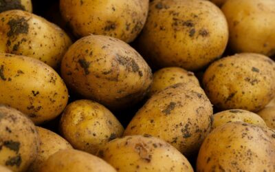 Norte de Burgos: zona ideal para patata de siembra