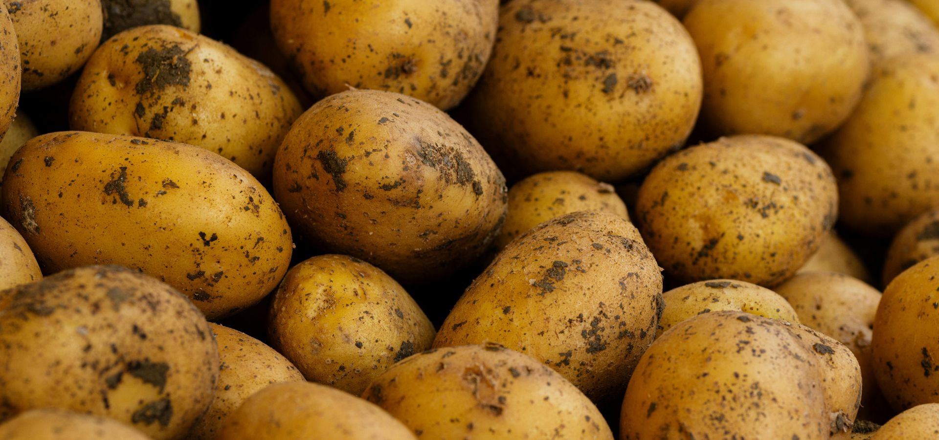 patata siembra 2 blog