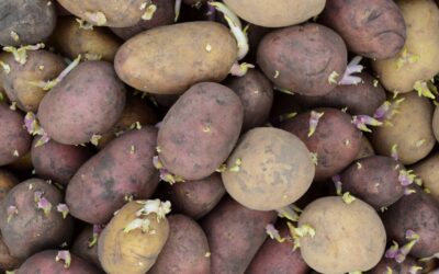 Patata de siembra certificada: valor y beneficios clave