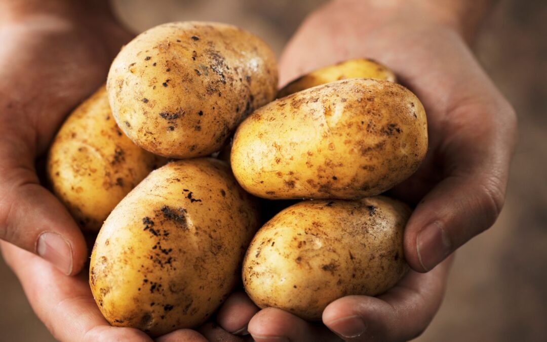 Mejores variedades de patata en Burgos: Baraka y más